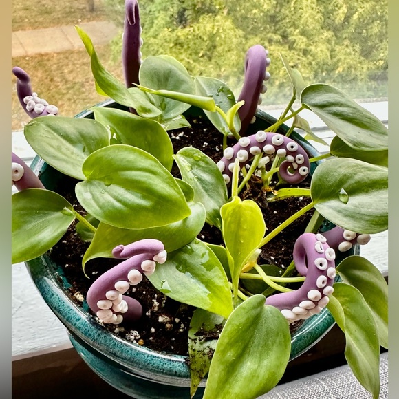 8 Lime Green Sea Creature Tentacles 🦑Decor Tentacle Unique Modern Indoor Plant - Picture 8 of 10